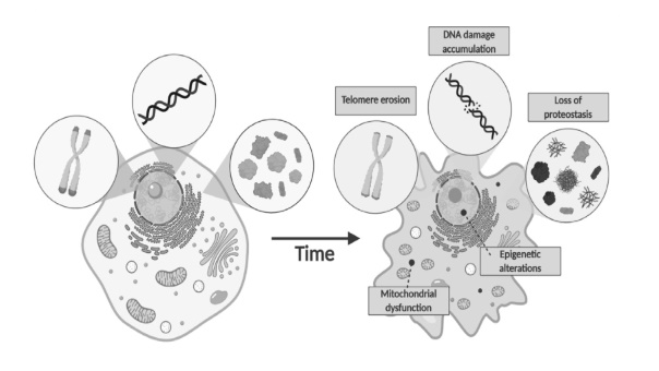 How we age (and how we can slow it down)