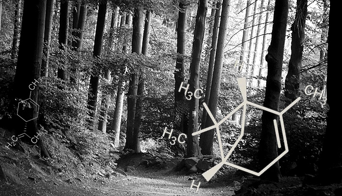 Bosbaden | Shinrin-yoku voor niet-spirituele mensen