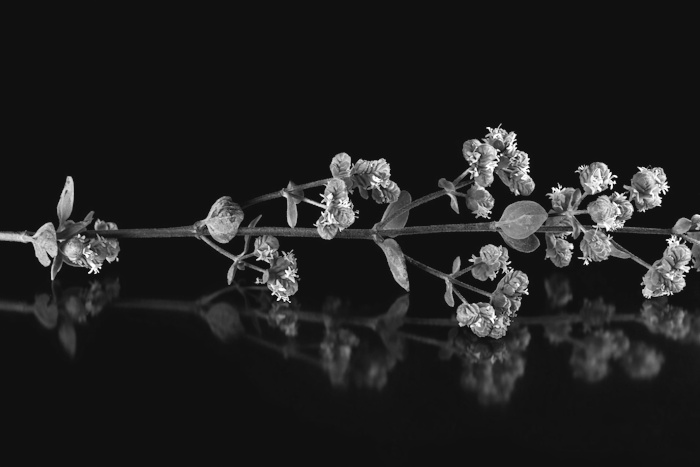 Marjolein temt oxidatieve stress bij Parkinson