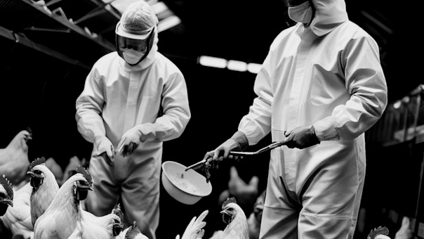 Indepen | Hoe het vogelgriepvirus verandert in een massamoordenaar